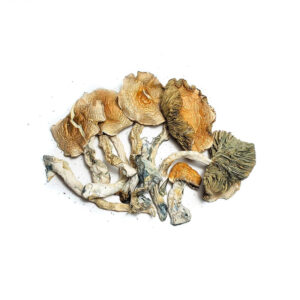 Golden Teacher Magic Mushroom Dispensary Denver