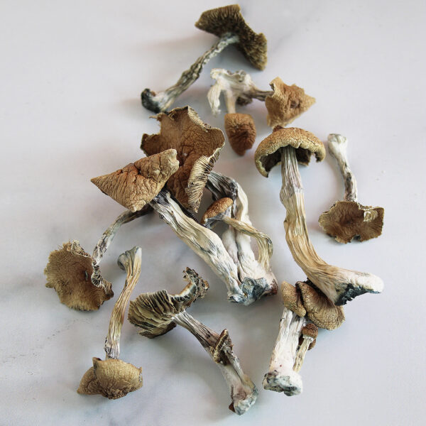 Buy Psilocybe Azurescens Mushroom