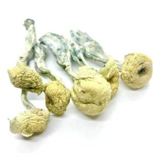 Buy Mazatapec Magic Mushrooms