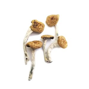 Buy Burma Mushrooms Online.