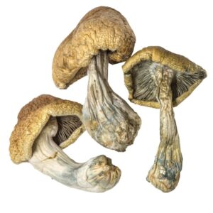 Buy Cambodian Magic Mushrooms Online