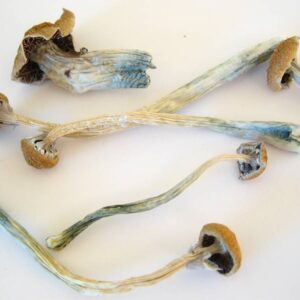 Buy Liberty Cap Mushrooms