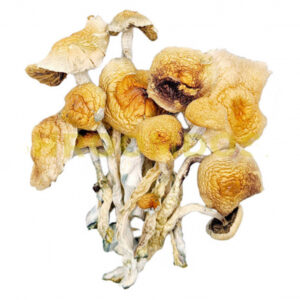 Buy Psilocybe Mexicana Mushroom